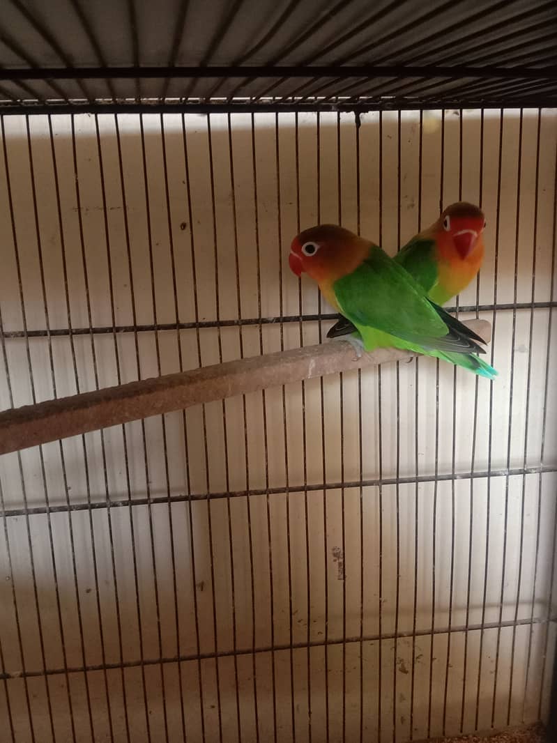 lovebirds pairs 2