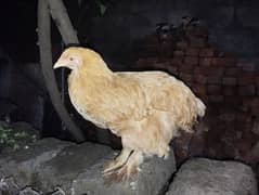 Cochin, Golden buff Hen