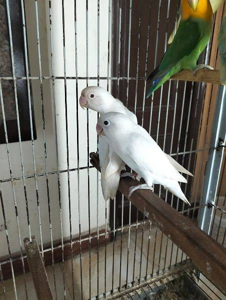 quality birds | Dacino| Albino red eyes | Love birds. | pale fellow 3