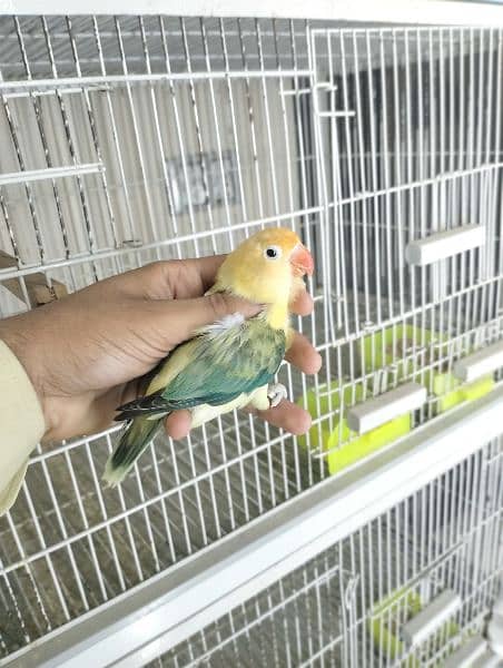 quality birds | Dacino| Albino red eyes | Love birds. | pale fellow 5