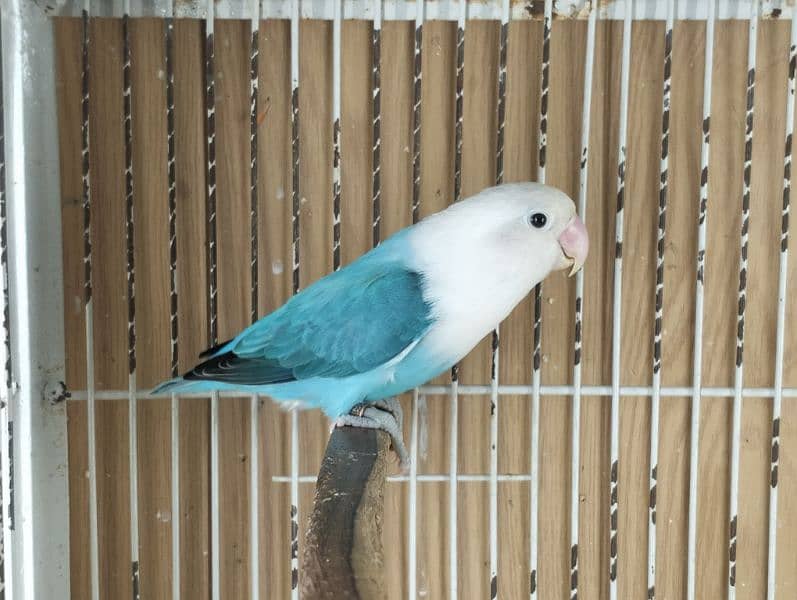 quality birds | Dacino| Albino red eyes | Love birds. | pale fellow 8