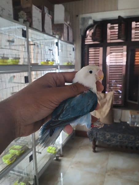 quality birds | Dacino| Albino red eyes | Love birds. | pale fellow 10