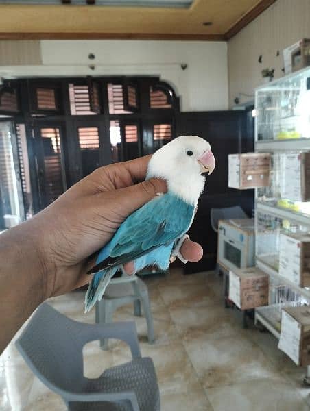 quality birds | Dacino| Albino red eyes | Love birds. | pale fellow 14