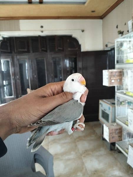 quality birds | Dacino| Albino red eyes | Love birds. | pale fellow 16