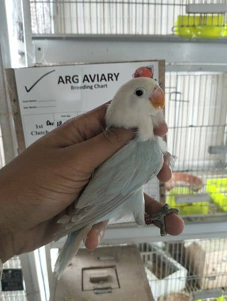 quality birds | Dacino| Albino red eyes | Love birds. | pale fellow 17
