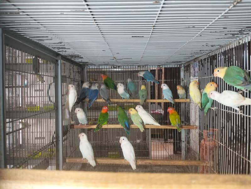 quality birds | Dacino| Albino red eyes | Love birds. | pale fellow 0