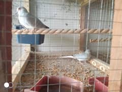 Silver Dove for sale in wah cantt