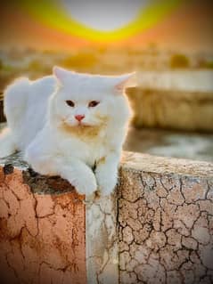 white male Persian cat / adult male Persian cat