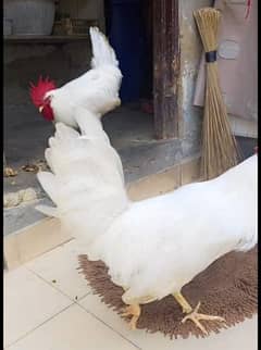 2 white cock for sale urgent