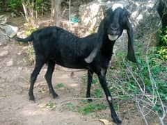 Beetal bakri / Goat / bakri / beetal for sale