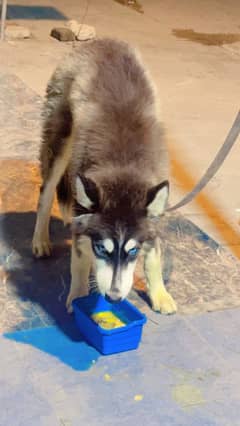 Siberian Husky Puppy Blue eyes / Husky puppies