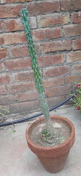 outdoor plant,cactus and succulent for sale 4