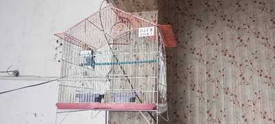 love birds with cage