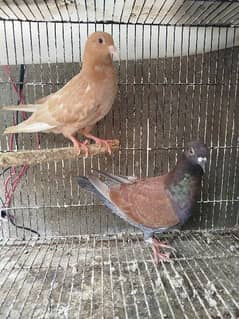 Pigeon Qasid 7 Feather Pair Foster Pair