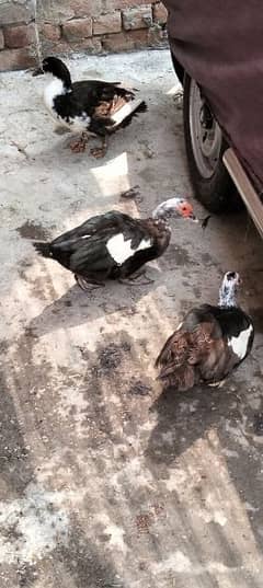 For sale Beautiful Fancy Ducks paier 4 sale