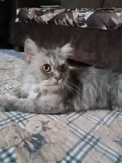 Russian Cat Yellow Eyes For Sale