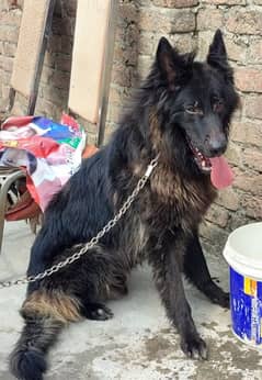 Black German shepherd dog stud