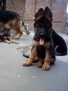 top quality German female age 2.5 month