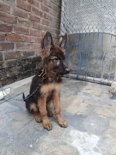 German shepherd male puppy available for sale urgent for sale