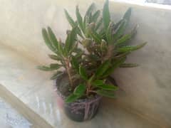 plants for sale 100 each