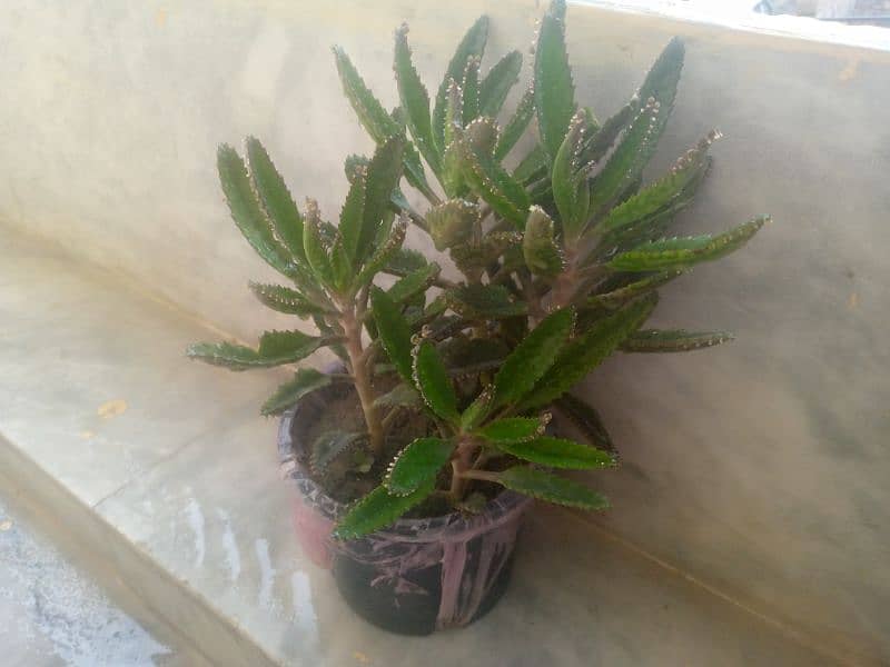 plants for sale 100 each 0