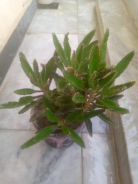 plants for sale 100 each 2