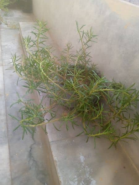 plants for sale 100 each 3