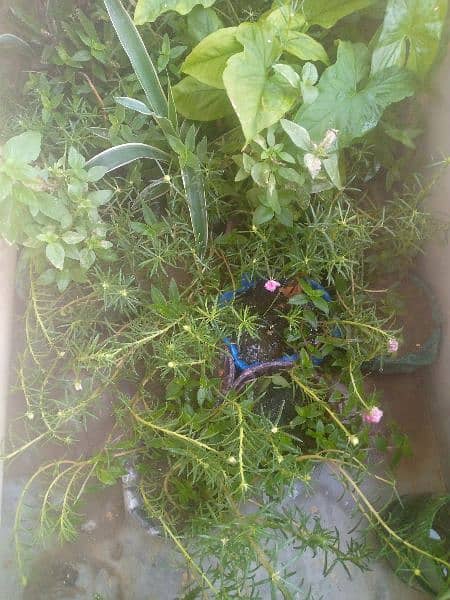 plants for sale 100 each 4