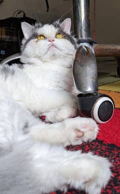 Persian Cat For Adoption