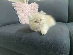 Beautiful Persian Kitten Peke (Piki) Face