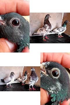 Pigeons