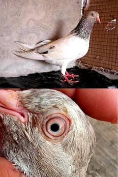 Pigeons | Tedi | Fancy Breed | black eyes breder pairs and chicks