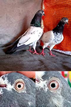 Pigeons | Tedi | Fancy Breed | black eyes breder pairs and chicks