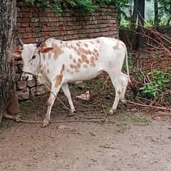 Cow for sale . Desi hai . contact me on phone number 03306883437