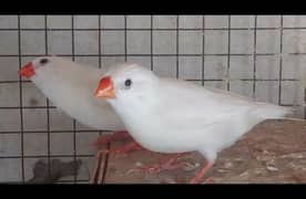 Snow White Finch 20 Pair For Sale