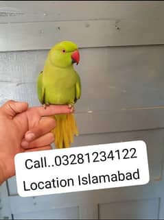 Hand Tamed Friendly Green Ring Neck Male Female Parrot's