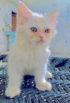 Persian Female 2 Months