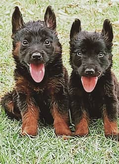 German Shepherd puppies for sale