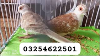 red pied and blue pied dove and dimond pied