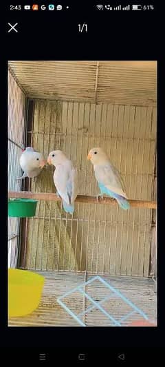 albino love birds