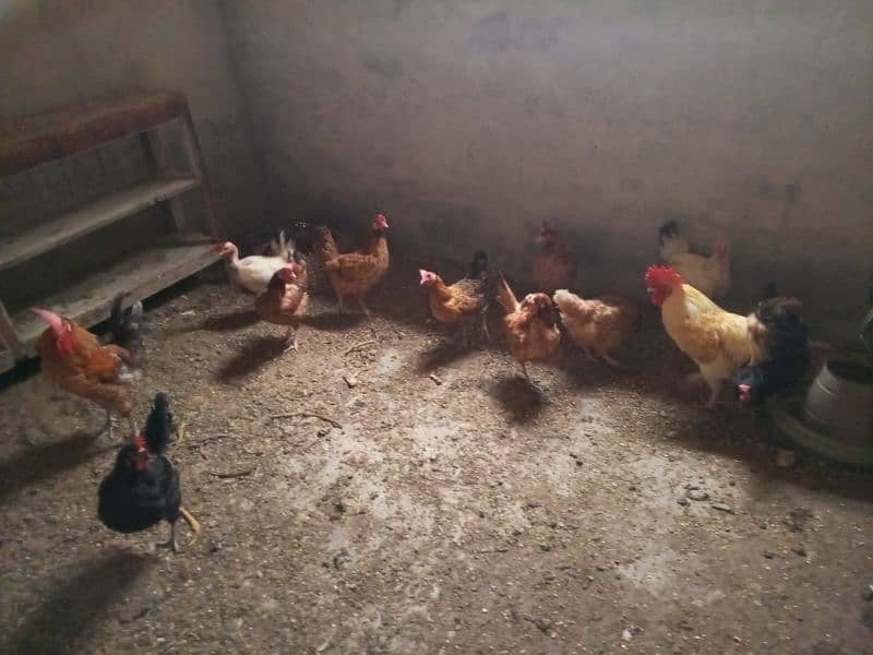 9 hens and 2 cocks for sale 0