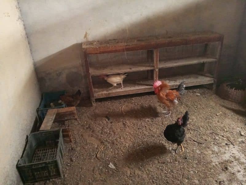 9 hens and 2 cocks for sale 1