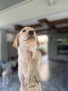 Labrador