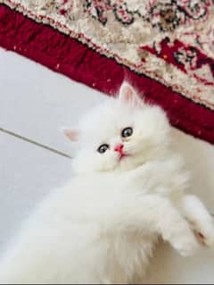 Persian White Female Kitten Triple Coated