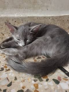 Persian kittens/Thick fur kittens