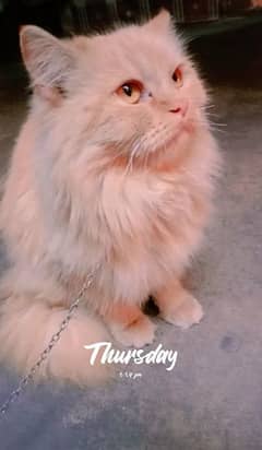 Triple coated persian cat all trained