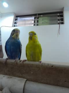 budgies for sell