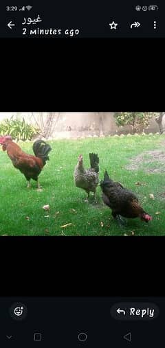 Desi misri trio for sale, breeder high quality, egg laying