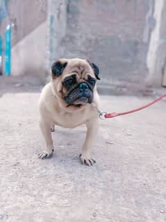 pug male adult available for sale urgent sale