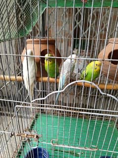 Fellow,red eyes and common budgies breeder pairs.